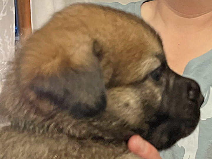 chinook puppy